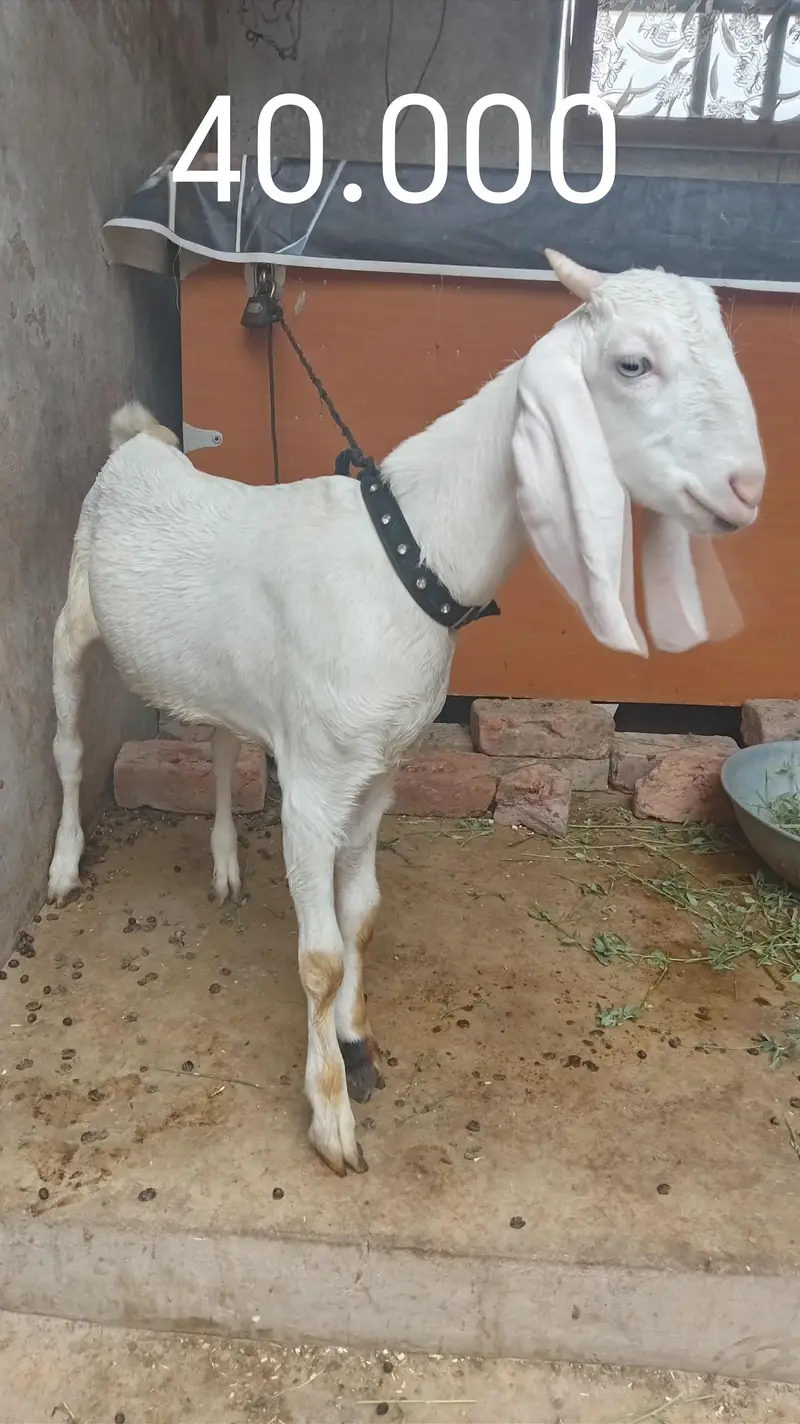 bakra for sel