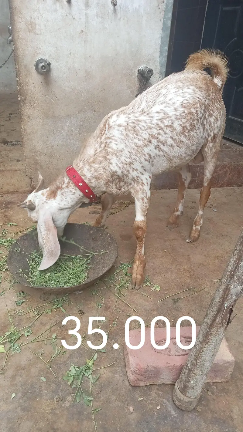 bakra for sel — photo 2