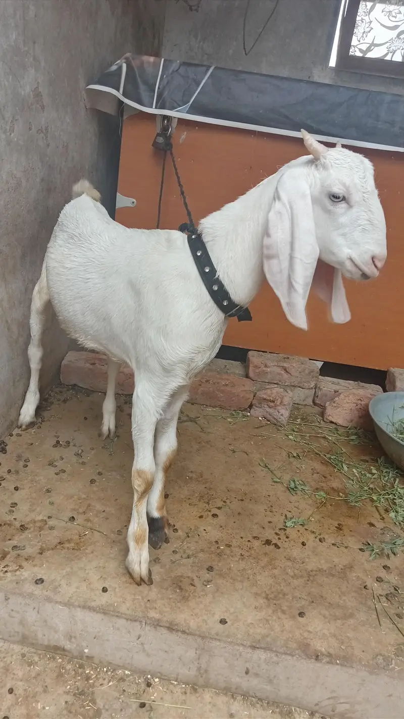 bakra for sel — photo 3