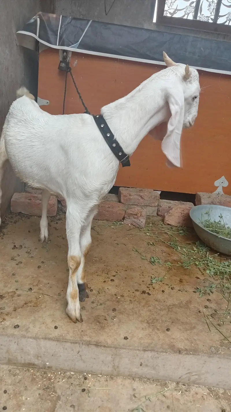 bakra for sel — photo 4