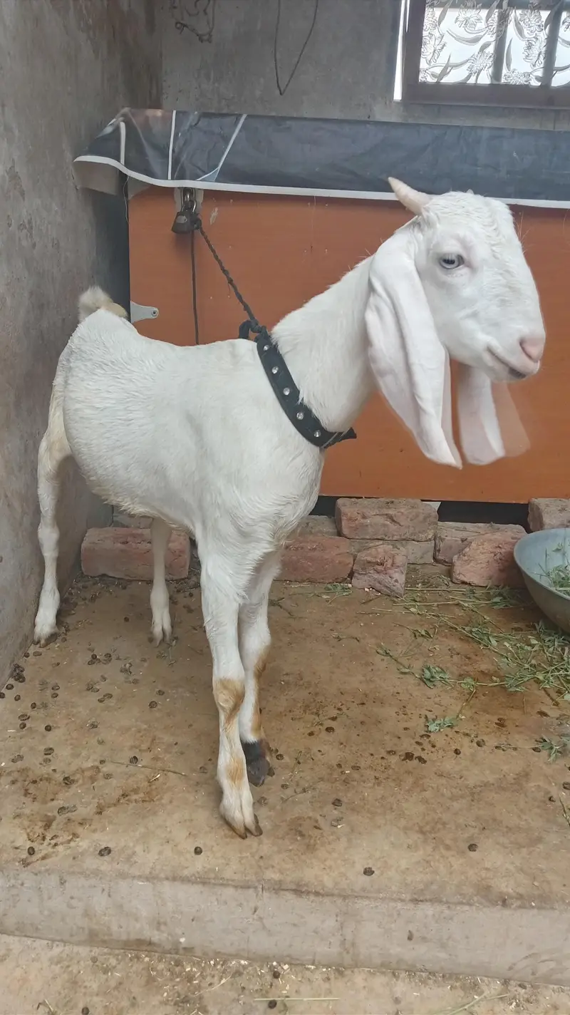 bakra for sel — photo 5