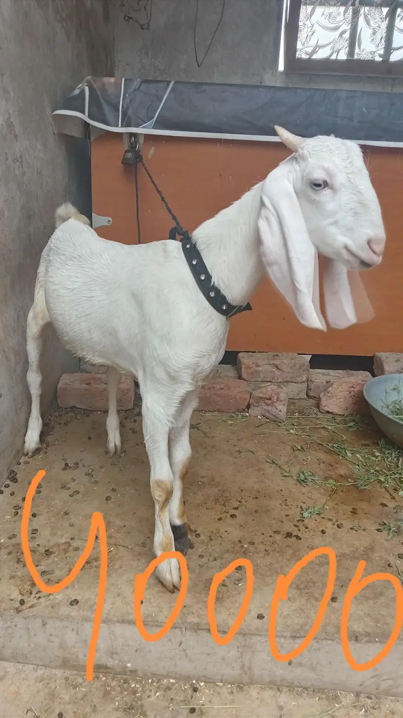bakra for sel — photo 6