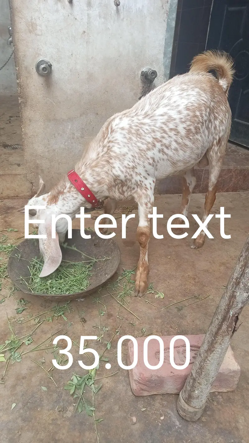 bakra for sel — photo 7