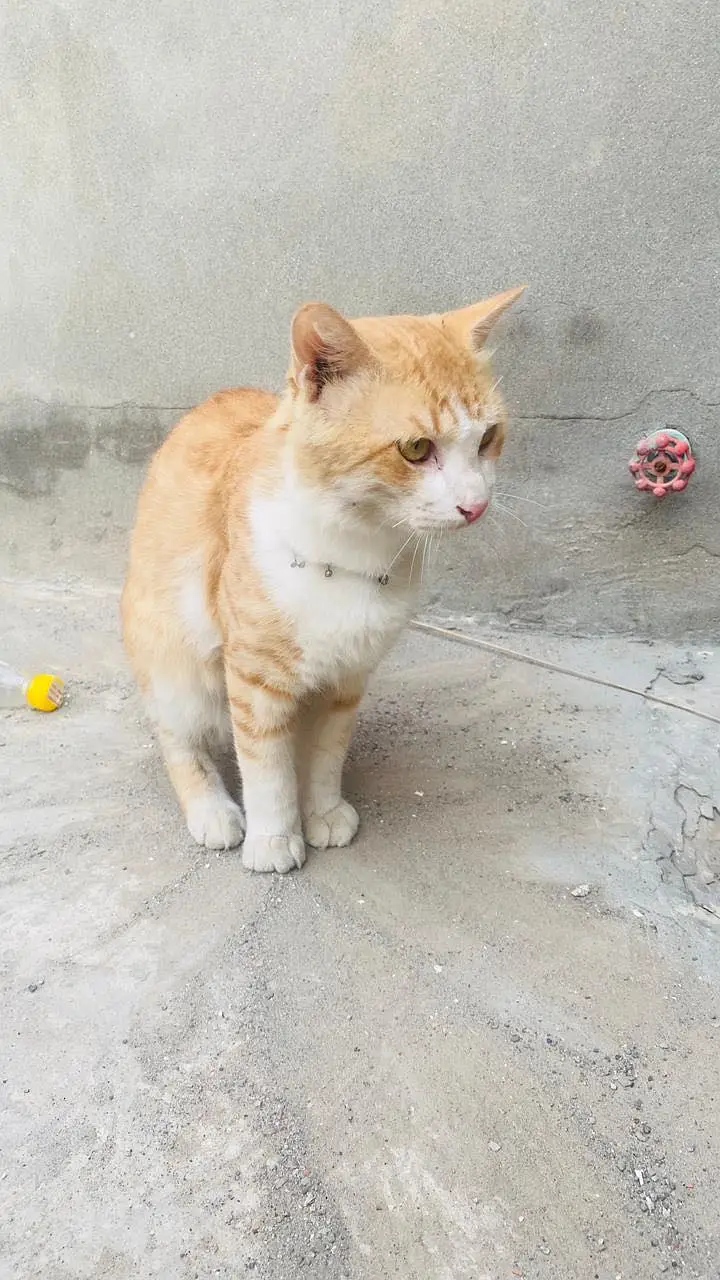 Persian cat for sale — photo 2