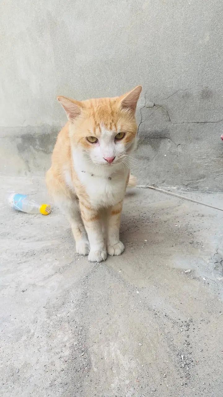Persian cat for sale — photo 3