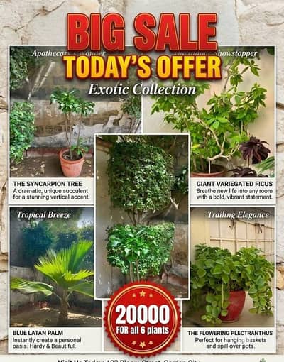 Imported ,big healthy plants for sale
