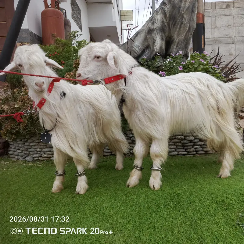 kagani cross with Pure Gulabi — photo 4