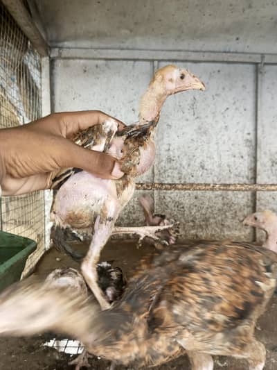 Aseel quality chicks