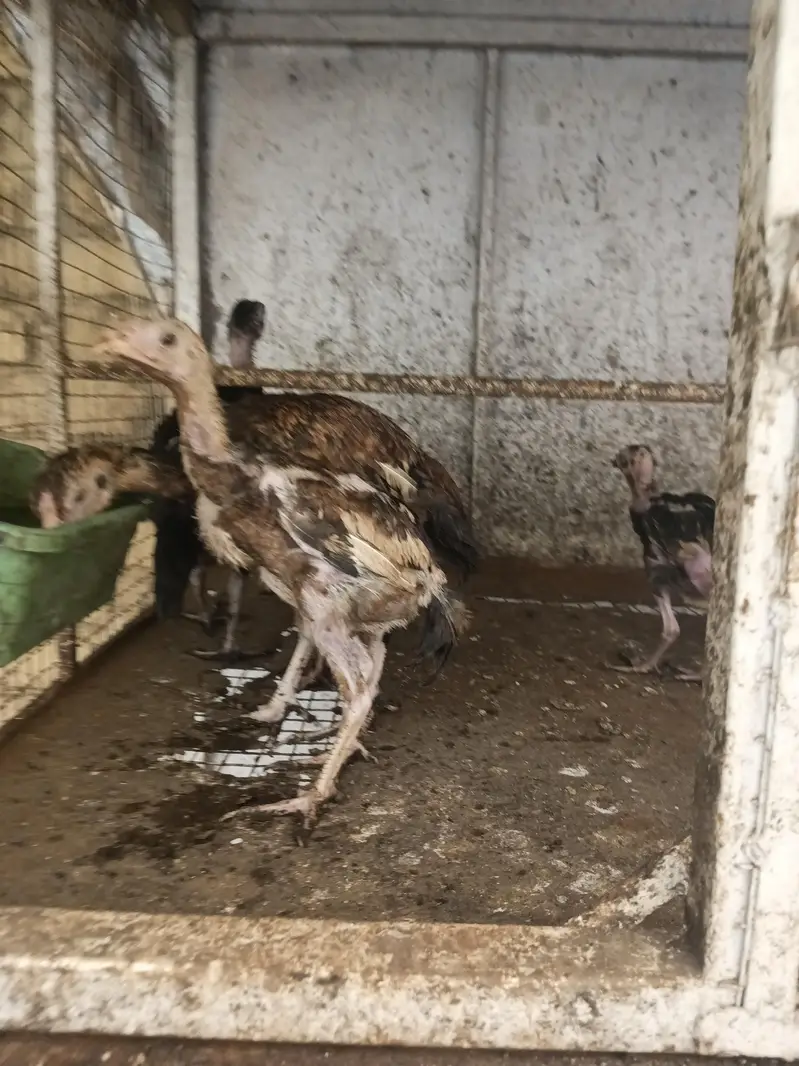 Aseel quality chicks — photo 2