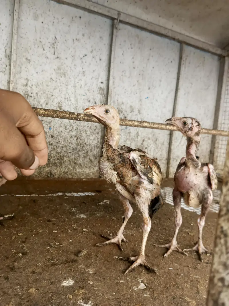 Aseel quality chicks — photo 3