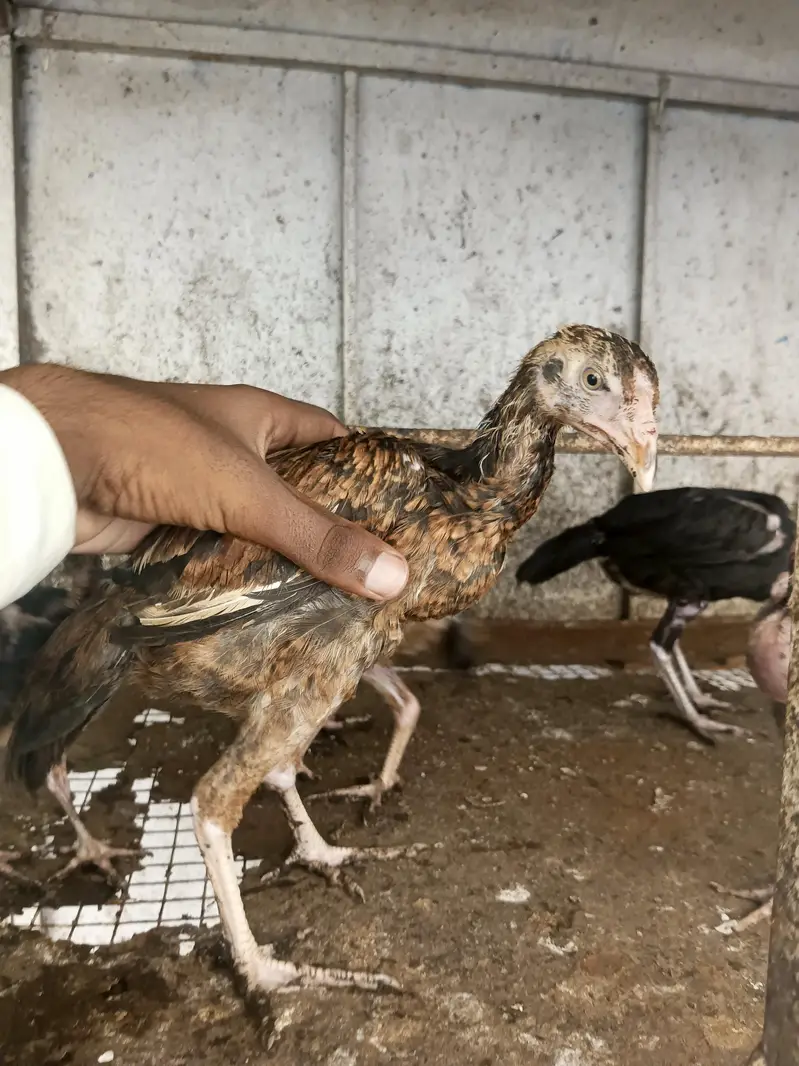 Aseel quality chicks — photo 4