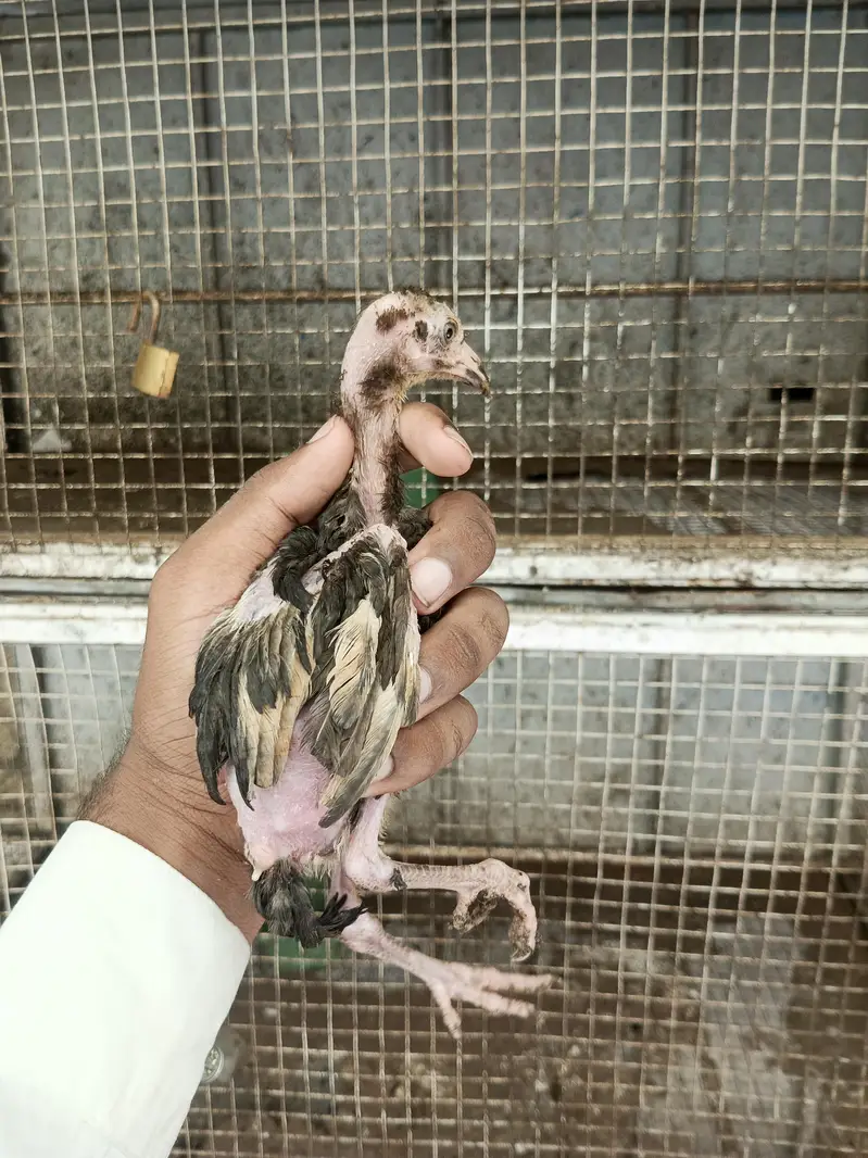 Aseel quality chicks — photo 9
