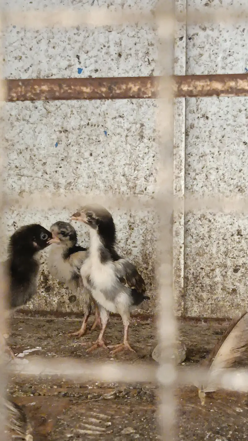 Aseel quality chicks — photo 10