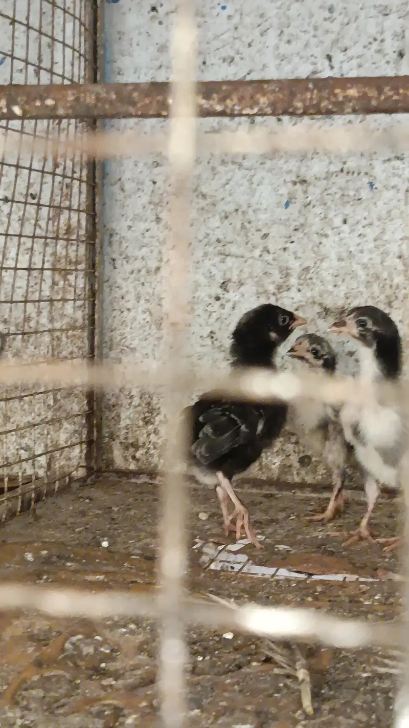 Aseel quality chicks — photo 11