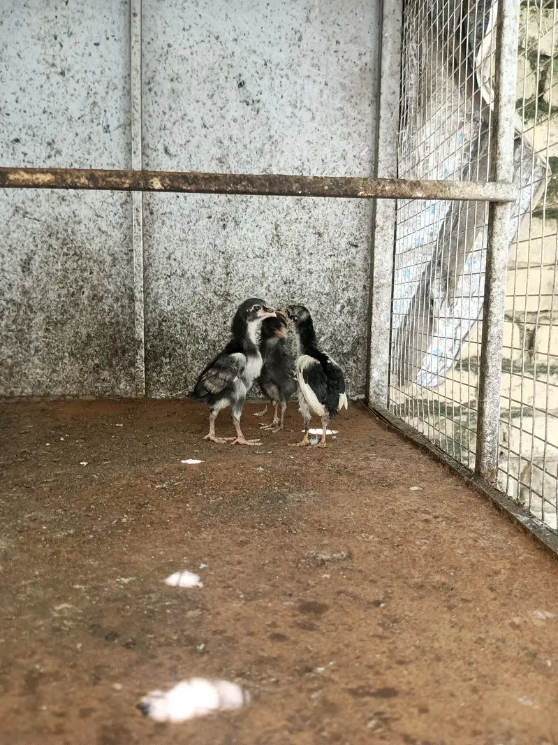 Aseel quality chicks — photo 12