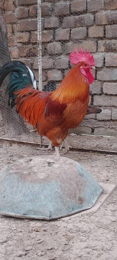 home golden desi murgha
