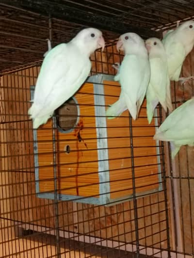 Lovebird Albino black eyes breeder male for sale