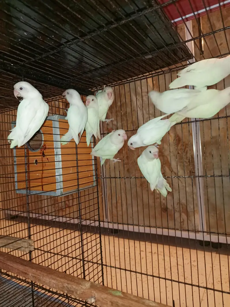 Lovebird Albino black eyes breeder male for sale — photo 2