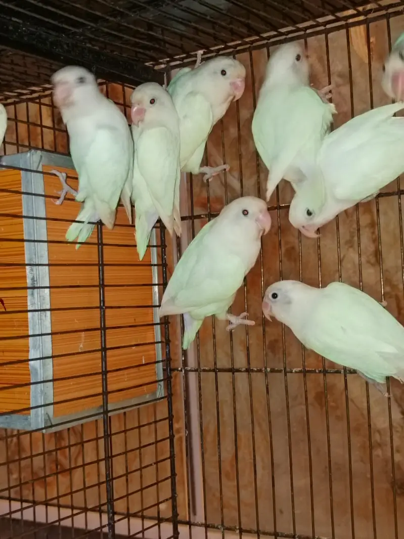 Lovebird Albino black eyes breeder male for sale — photo 3