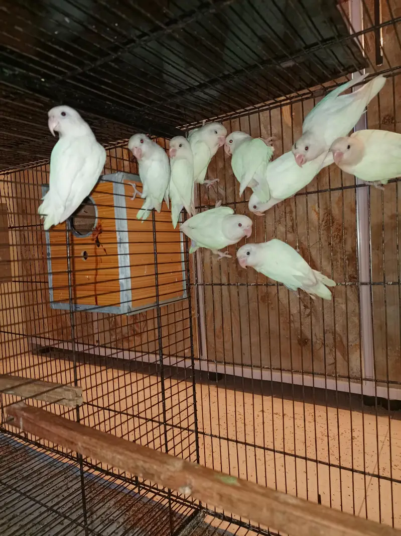 Lovebird Albino black eyes breeder male for sale — photo 4