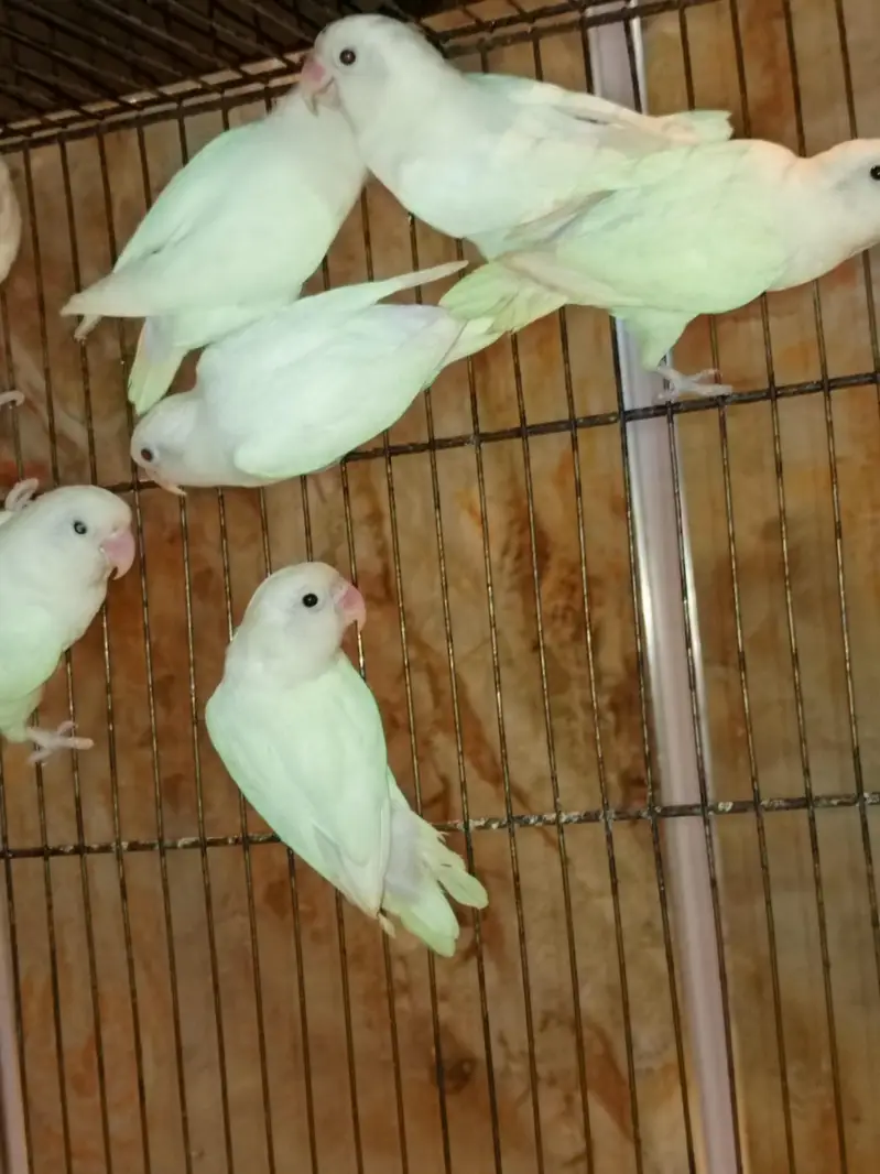 Lovebird Albino black eyes breeder male for sale — photo 5