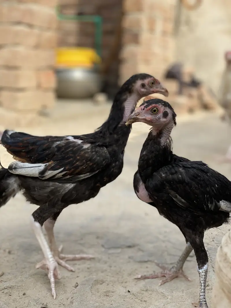 Payour Mia waki Aseel — photo 3