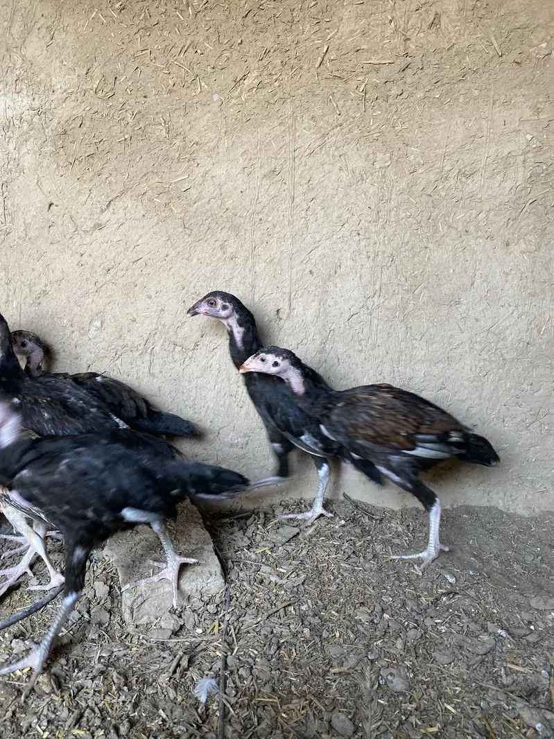 Payour Mia waki Aseel — photo 4