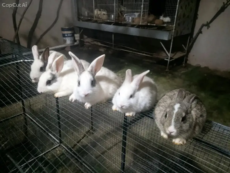 Breeder Rabbit for Sale — photo 7