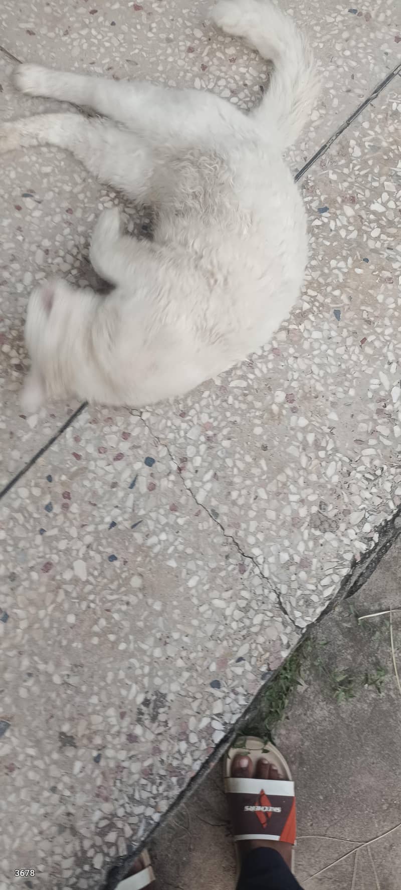 for sell 1