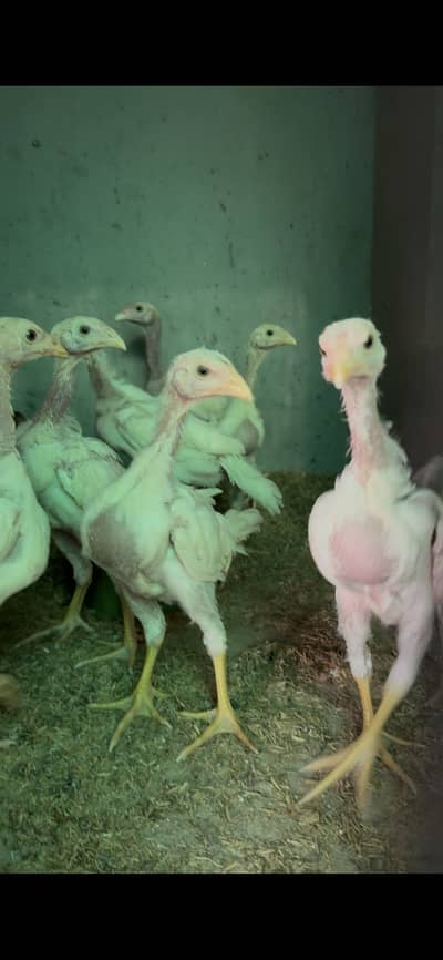 White shamo chicks