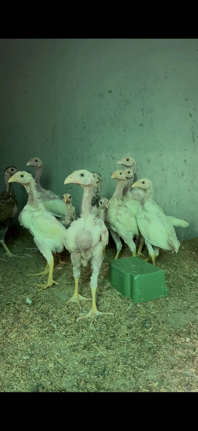 White shamo chicks — photo 2