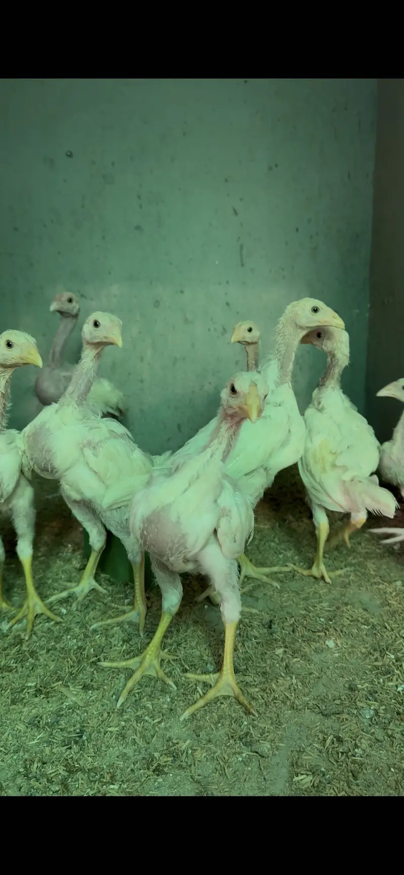 White shamo chicks — photo 3