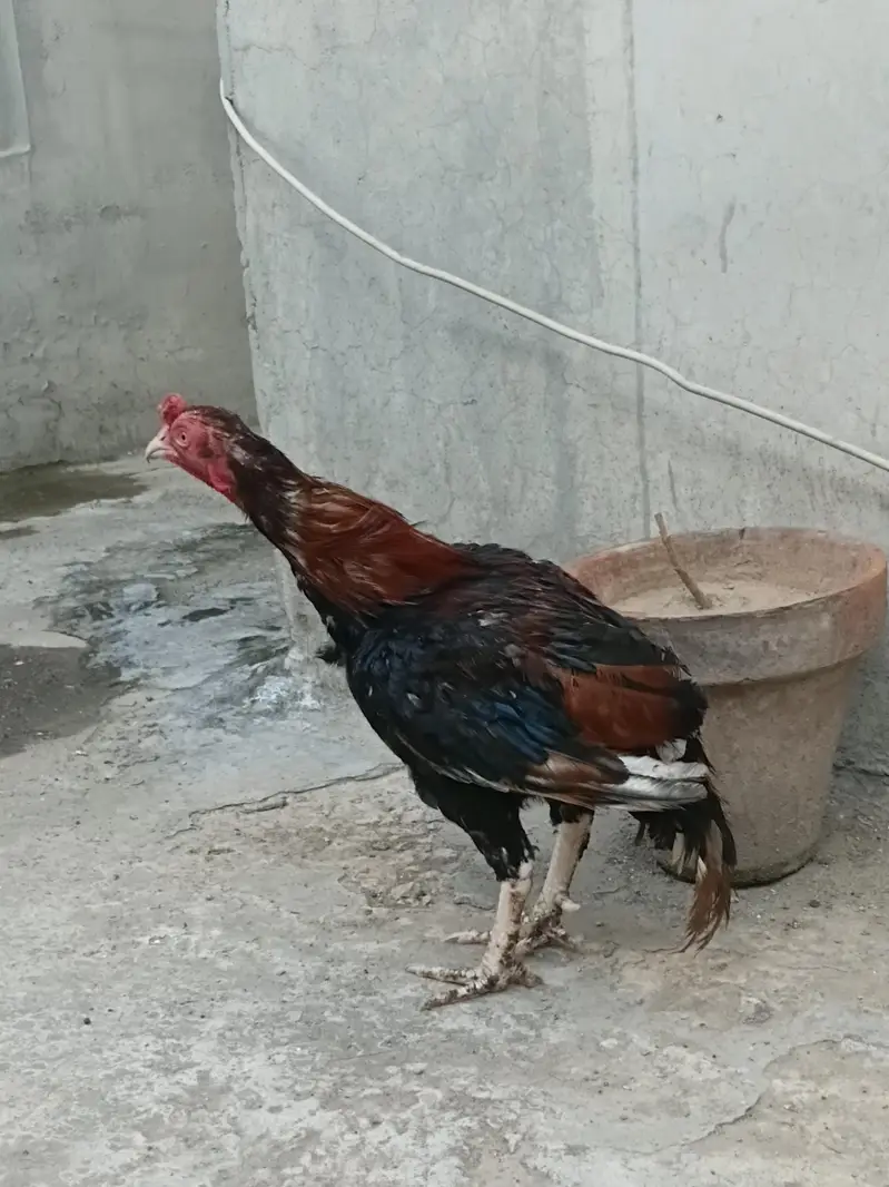  Fresh & Healthy Hens for Sale! — photo 2