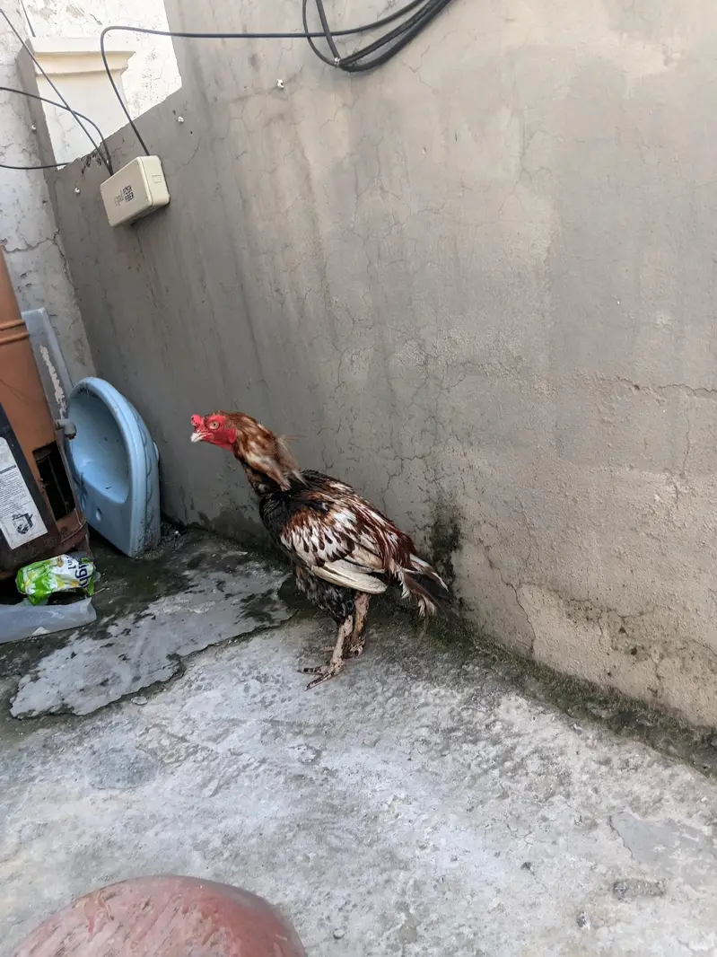  Fresh & Healthy Hens for Sale! — photo 3
