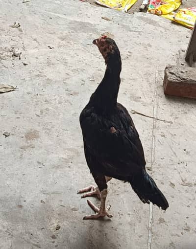 High quality hens, black age 16 months while grey age is 9 months