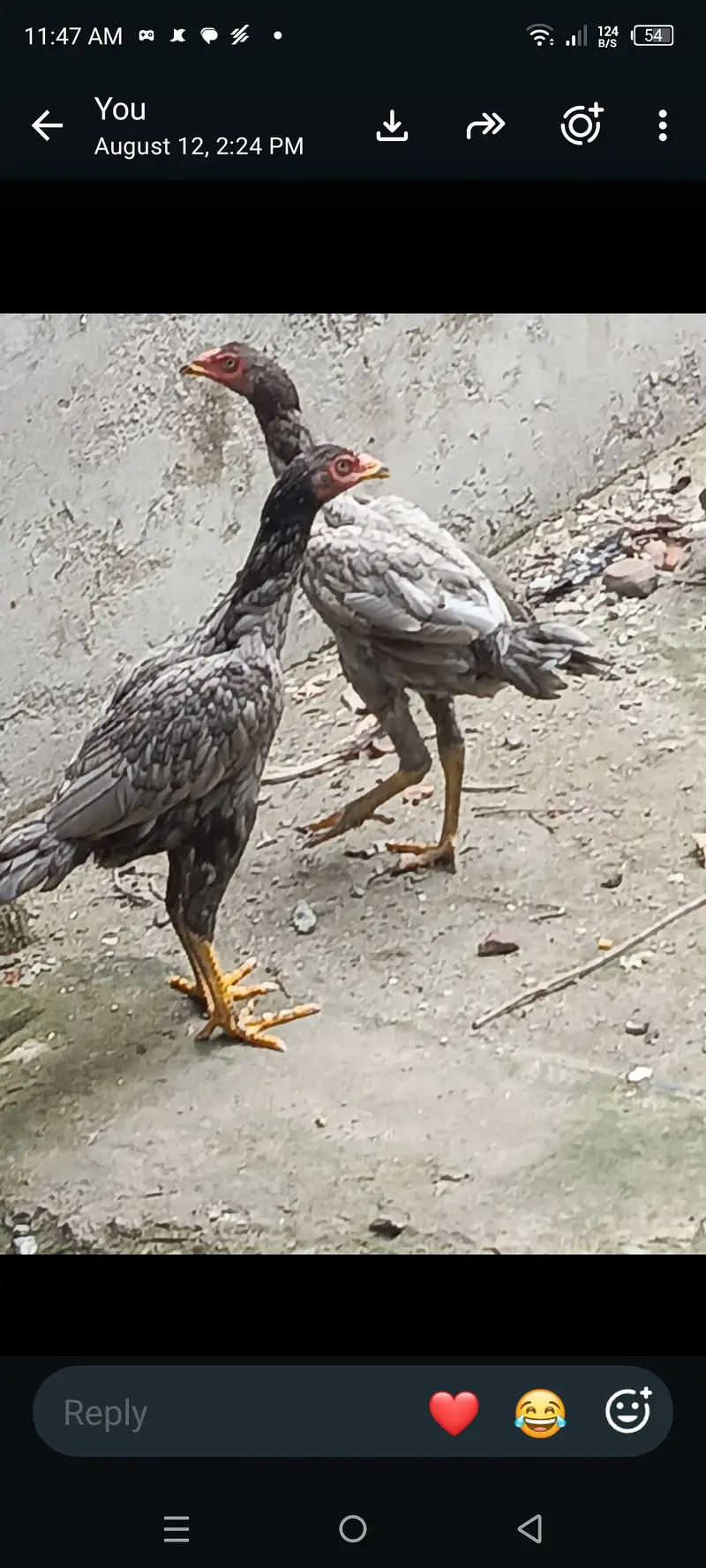 High quality hens, black age 16 months while grey age is 9 months — photo 2