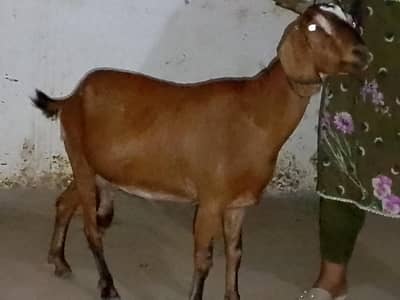 Gabban Tyar Bakri