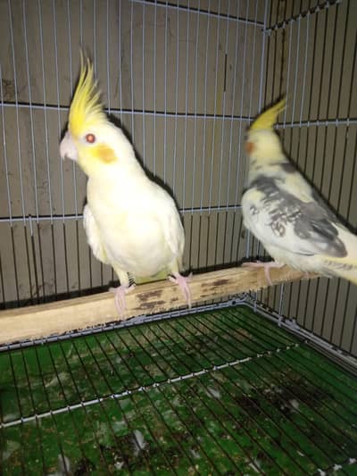 breeder pair