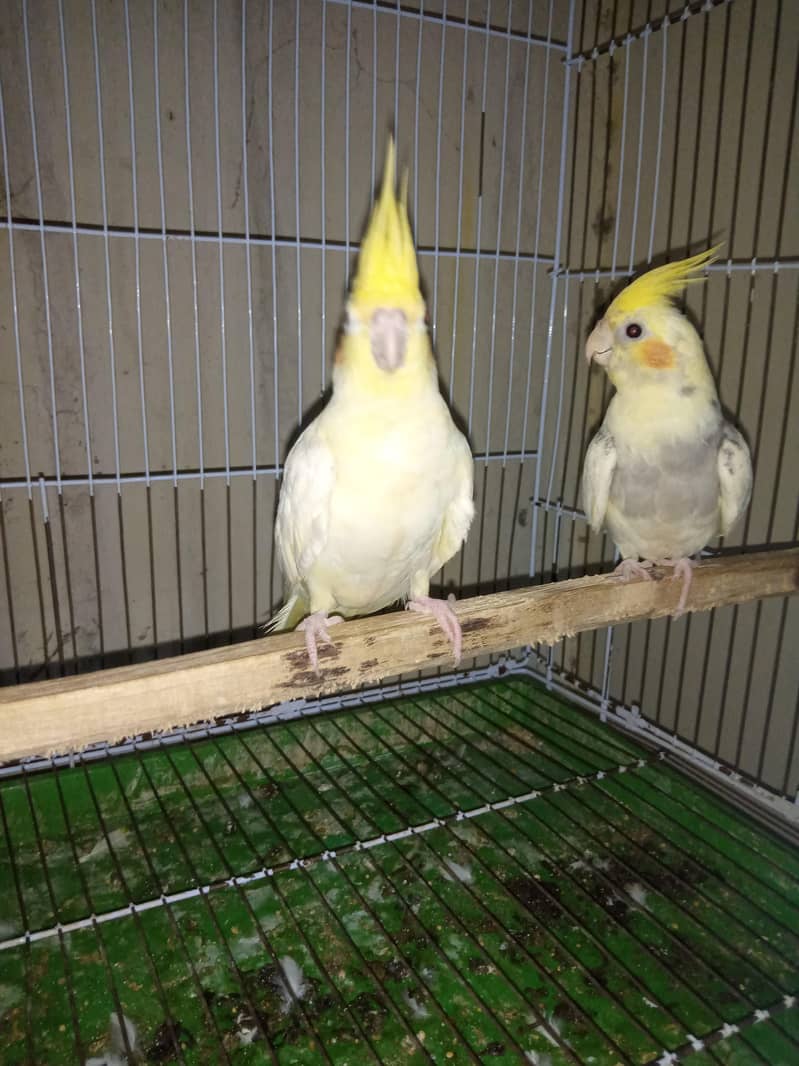breeder pair 2