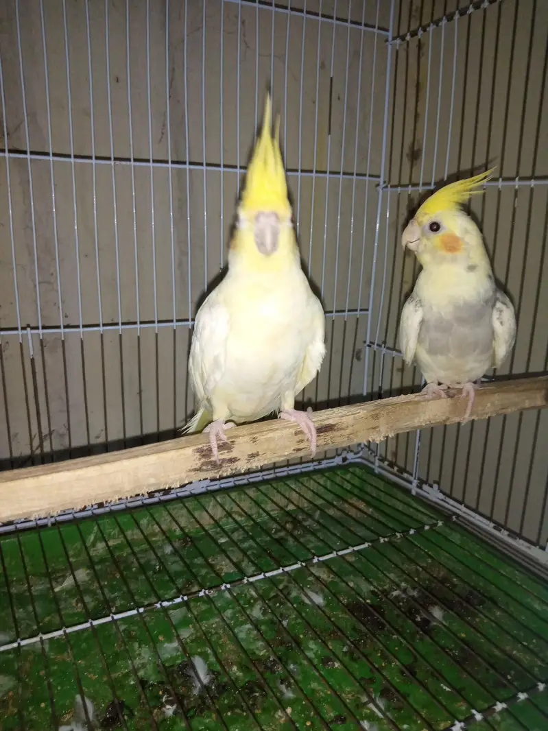 breeder pair — photo 2