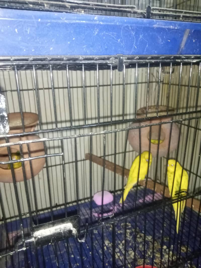 breeder pair 3