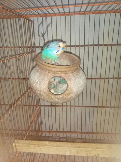 breeder pair