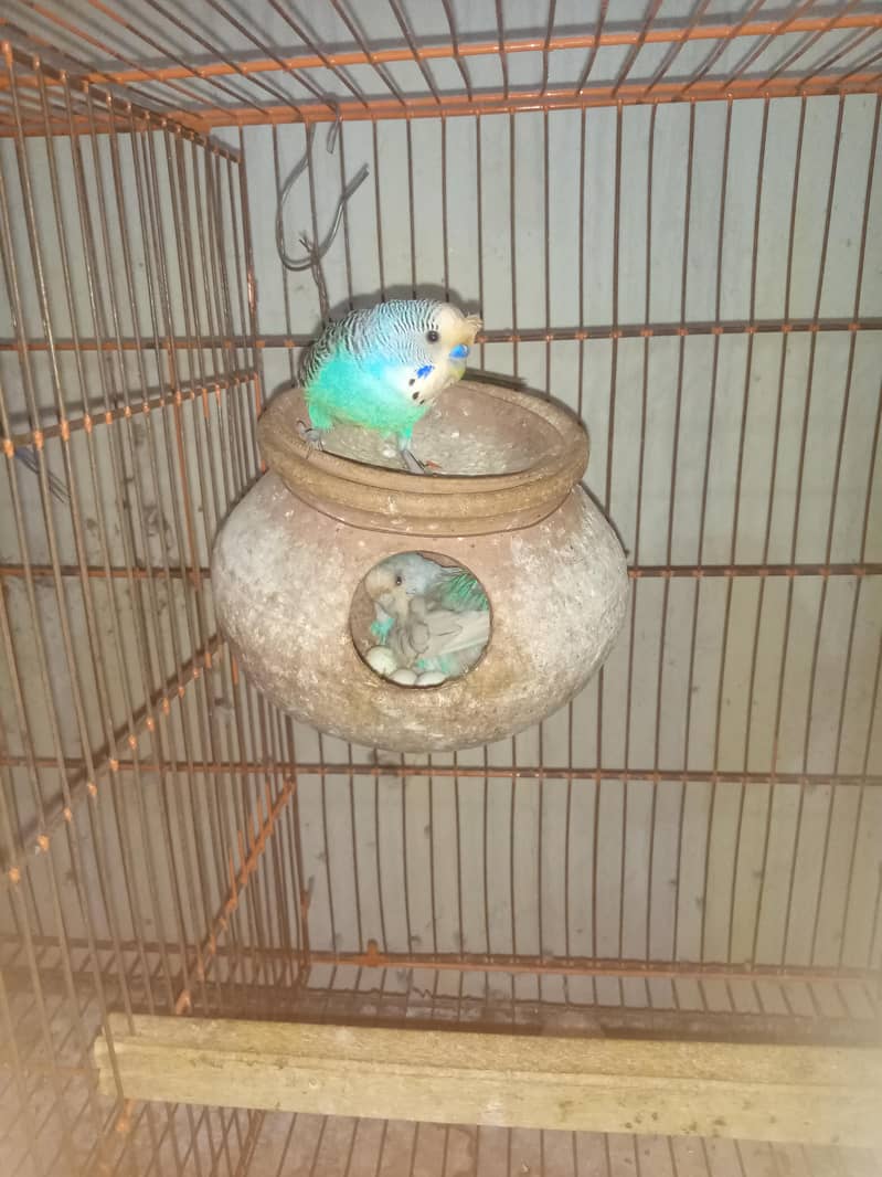 breeder pair 0