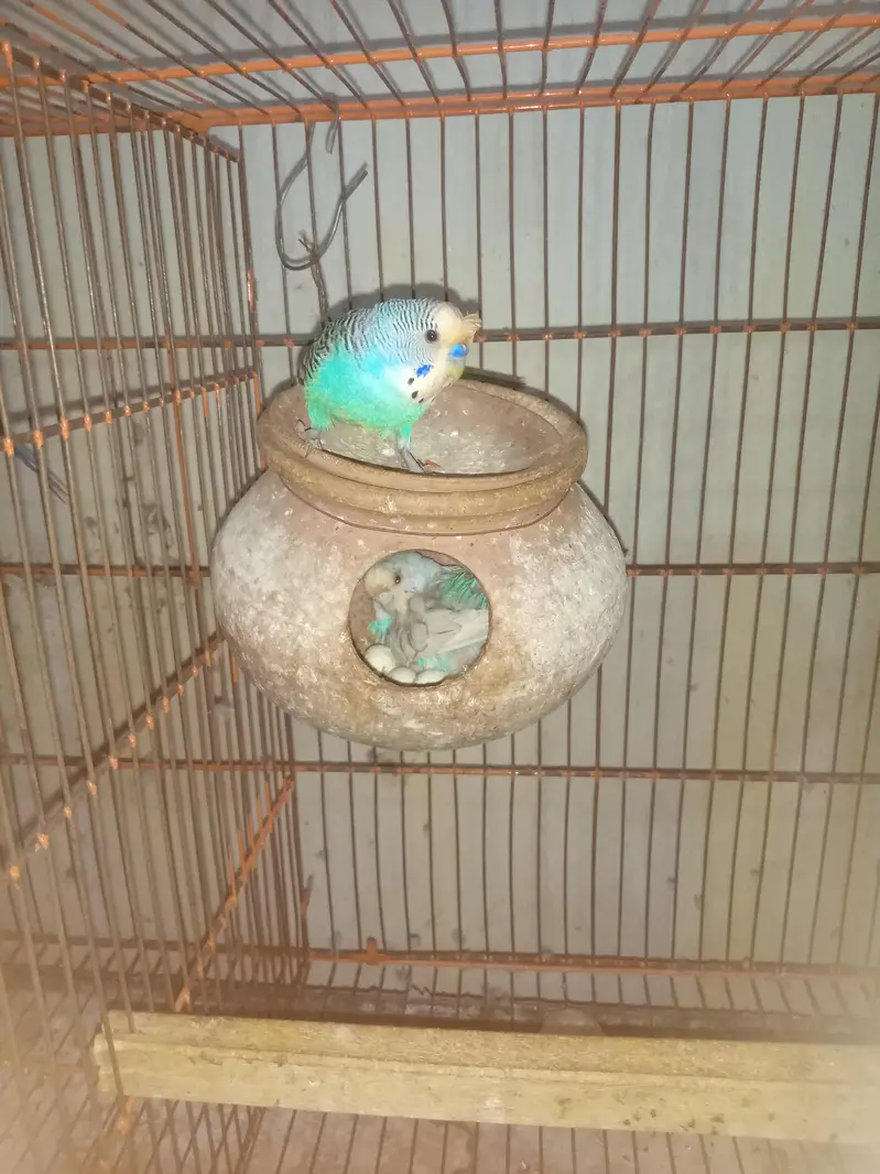 breeder pair — photo 4