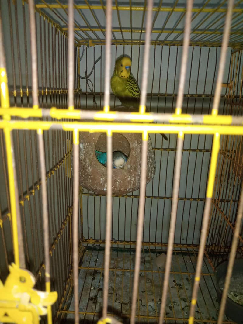 breeder pair 4