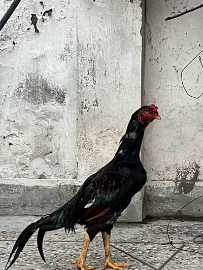 High quality lakha aseel