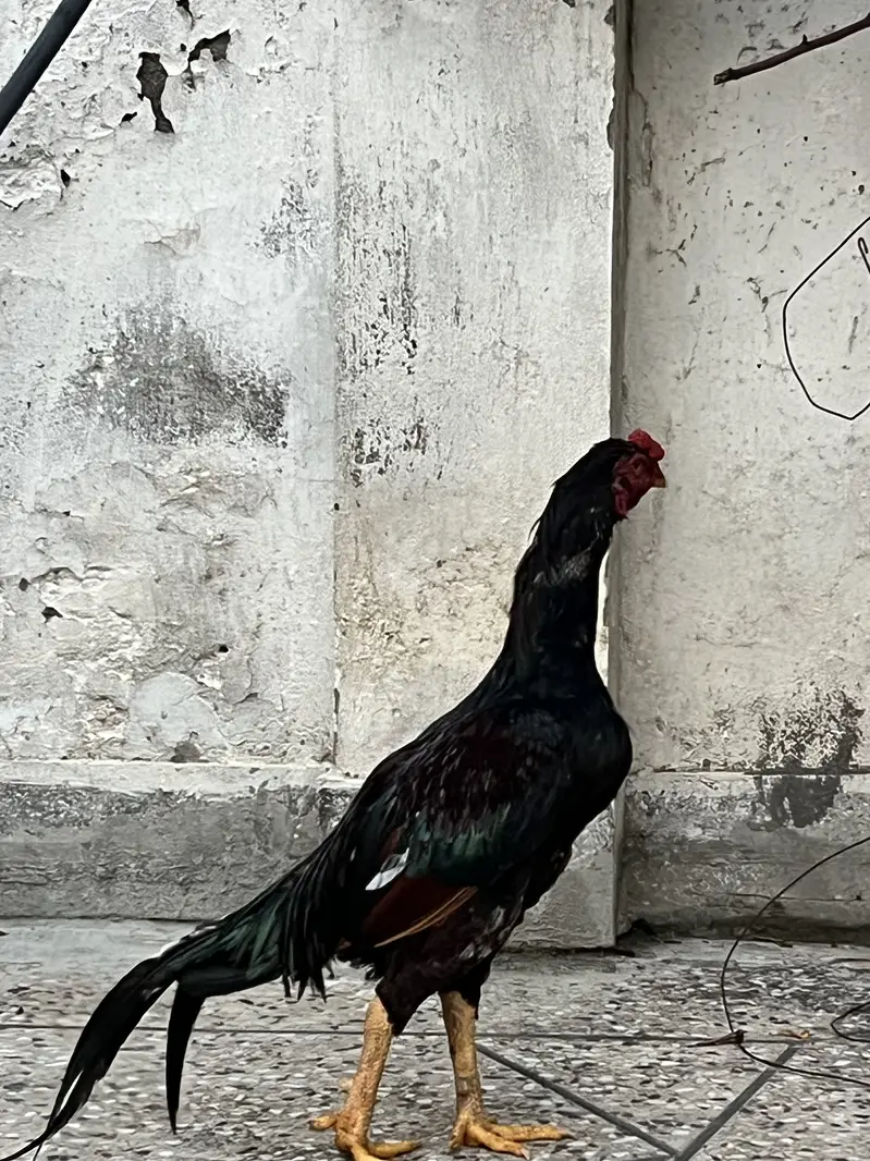 High quality lakha aseel — photo 3
