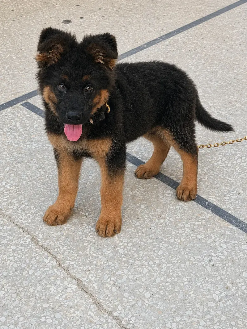 German Shepherd Long Coat / Vaccine Complete — photo 2