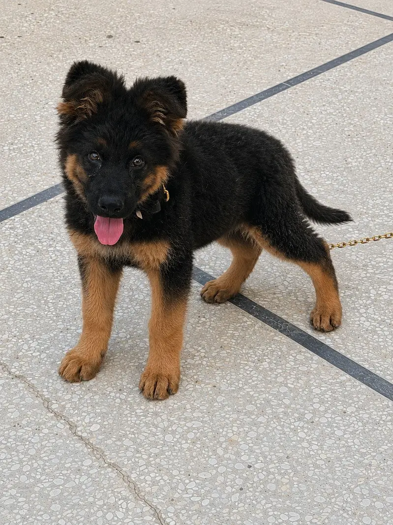 German Shepherd Long Coat / Vaccine Complete — photo 3