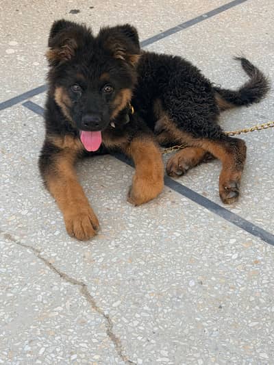 German Shepherd Long Coat / Vaccine Complete